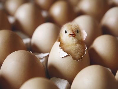 Chick hatching from egg on egg tray