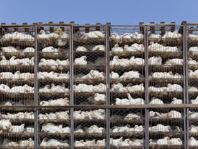 Chicken in battery cage under bad condition