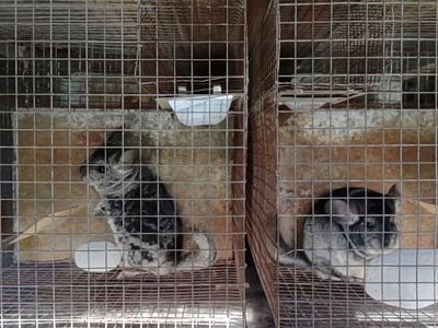 chinchillas in cages in Romania