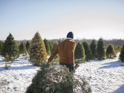 Man carrying Christmas tree on snow covered farm against sky