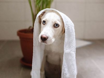 clean puppy with blue eyes poses in bathroom with towel wrap