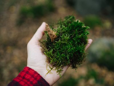 Close-up of a person standing in the forest holding a handful of moss, Russia