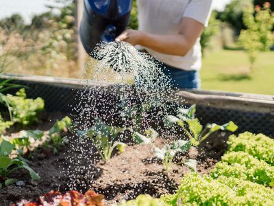 Close up of a women watering vegetables in a raised bed