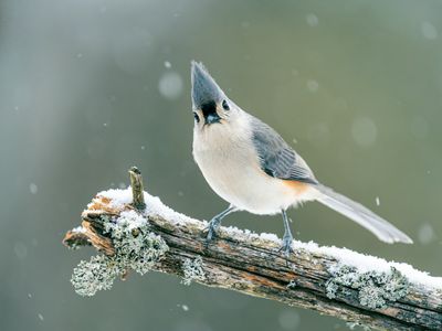 Bird Perching On A Tree