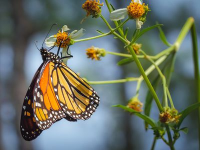 Close-up of butterfly pollinating on flower,Naval Live Oaks Nature Preserve,United States,USA