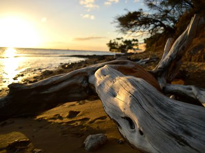 Close-Up Of Driftwood On Beach Against Sky During Sunset