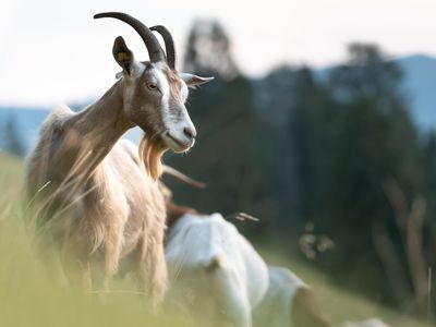 Close up of goat on pasture