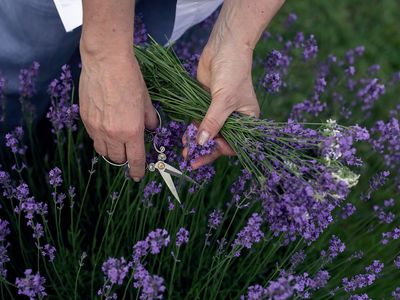 Close-up of hands cutting lavender flowers with scissors.