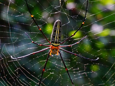 Close-Up Of Orb-Weaving Spider On Web