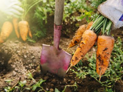 Close up of shovel and harvested carrots in garden