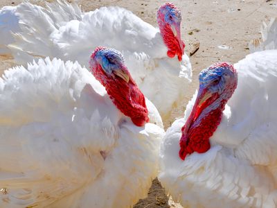 Close-up of Turkeys at Poultry Farm