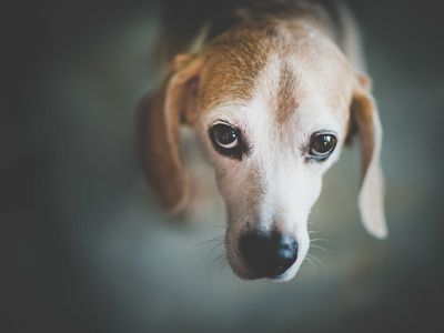 Portrait of dog looking up with big eyes