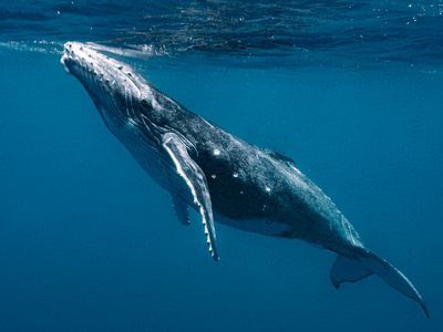 Closeup shot of a humpback whale under the sea