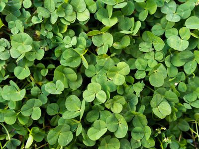 closeup clover lawn