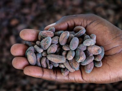 cocoa beans in hand