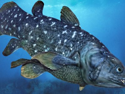 Large blue grey fish with greenish fins and white markings swimming downward in ocean