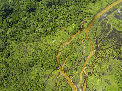 Aerial view of a Bai (saline, mineral lick) in the rainforest of the Congo Basin. 