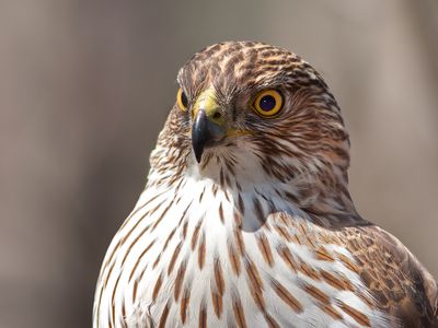 Cooper's Hawk profile