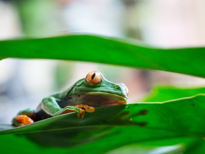 Costa rica colorful frog