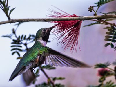 Costa's hummingbird