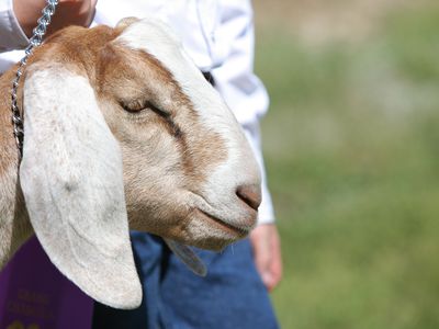 County Fair