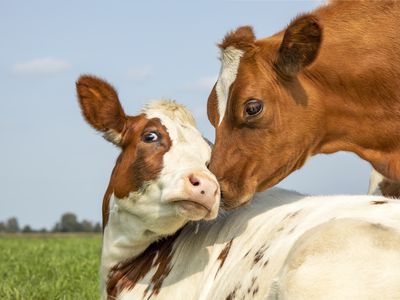 Cow playfully cuddling another young cow lying down in a field under a blue sky, calves love each other