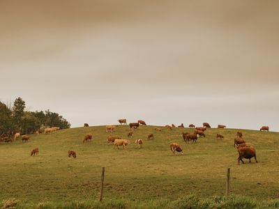 cows grazing in smoky weather