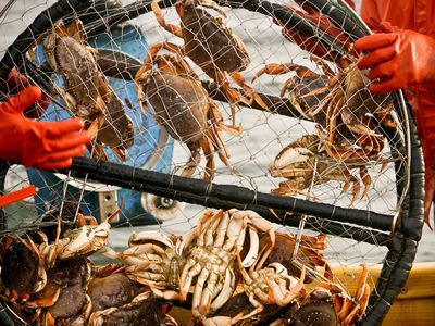 Crab Pot on deck of the fishing Boat