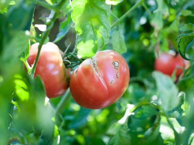 Cracking on the growing tomato