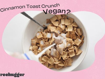 Cinnamon toast crunch in a bowl with milk pouring on it. Text: Is cinnamon toast crunch vegan?