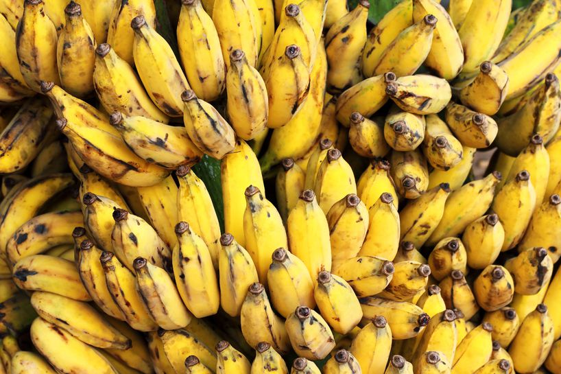 cultivated gros michel bananas branch ripe