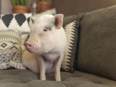 Cute baby piglet sitting on a sofa