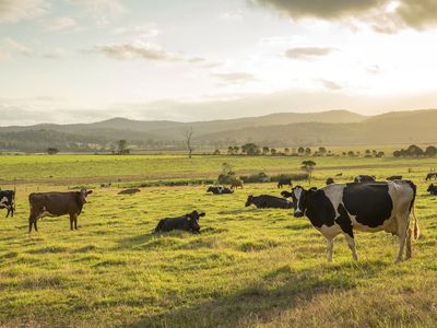 Dairy Cows