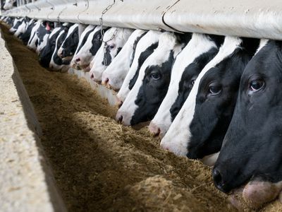 A row of dairy cows feeding from a trough