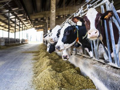 Dairy farm cows indoor in the shed