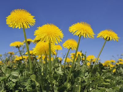 Dandelion (Taraxacum officinale) meadow