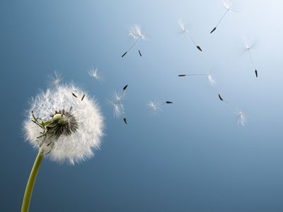 Dandelion seeds blowing