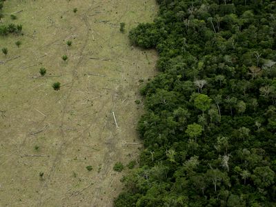 Area in Amazon Forest deforested for cattle and remaining forest.