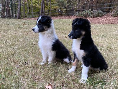 two alert border collie puppies