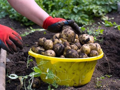 digging new potatoes