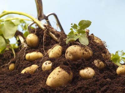 digging up organic potatoes