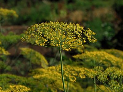 Dill umbrellas. Dill blossom.