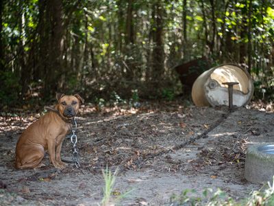 dog on chain at alleged dogfighting operation