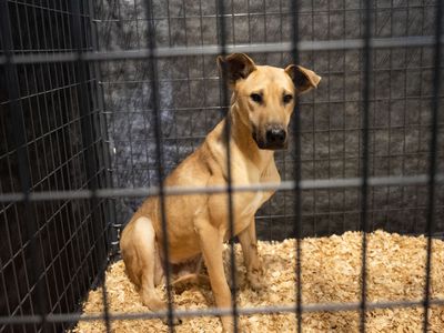 Dog in crate after rescue from South Korea dog meat farm