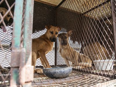 dogs in a kennel at a meat farm in South Korea