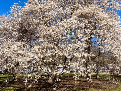 Dogwood tree, springtime