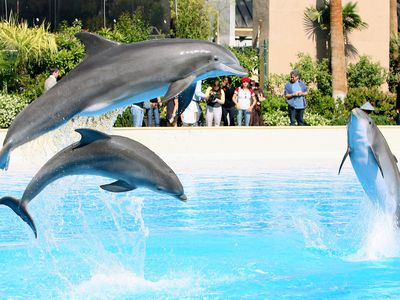 dolphins at the Mirage Casino in Las Vegas