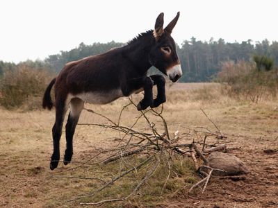 playful dark brown donkey jumps over bunch of branches in field