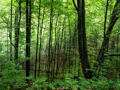 green and lush thickly wooded forest with skinny trees