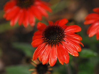 bright red-orange echinacea flowers for planting in zone 6